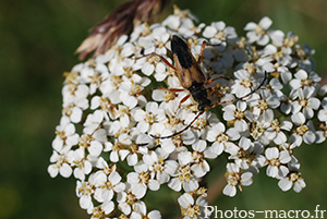 Leptura melanura_Mâle